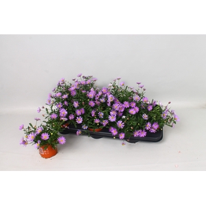 BRACH BRAS VIOLET