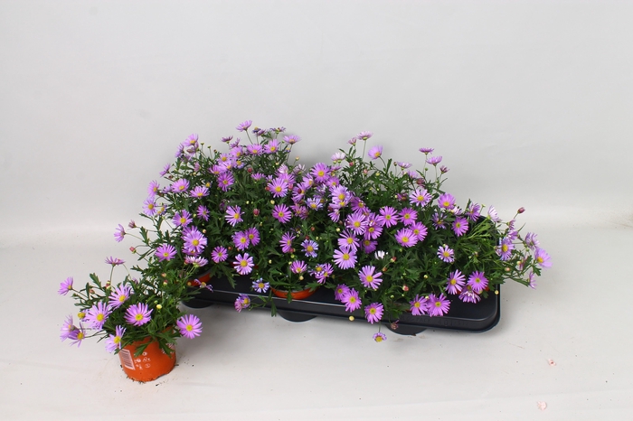 <h4>BRACH BRAS VIOLET</h4>
