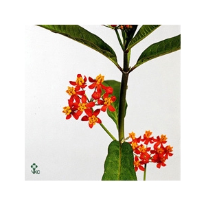 Asclepias curassavica 'Serenade'