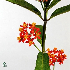 <h4>Asclepias Curassavica 'serenade'</h4>