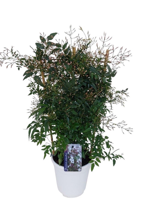 <h4>Jasminum polyanthum</h4>