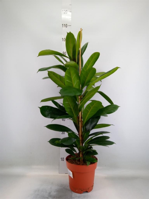 <h4>Ficus cyathistipula</h4>