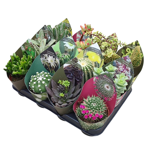 <h4>MIX CACTUS AND SUCCULENTS POT Ø 10,5 - TRAY 12 PCS (CACTUS EN SUCCULENTEN)</h4>