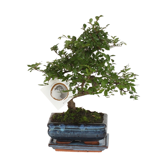 <h4>Bonsai 'Zelkova parv.' in ø15cm Ceramic S-Shape with Saucer</h4>