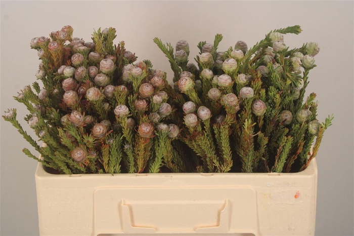 <h4>KAAPS GROEN</h4>