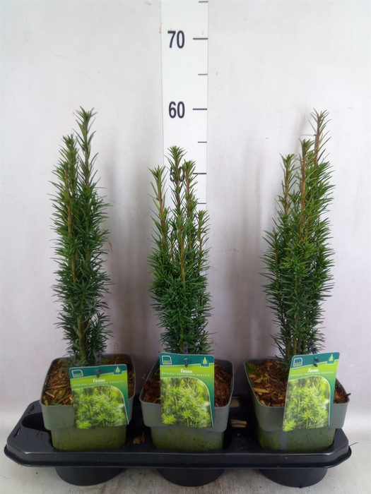 <h4>Taxus baccata 'Fastigiata Robusta'</h4>