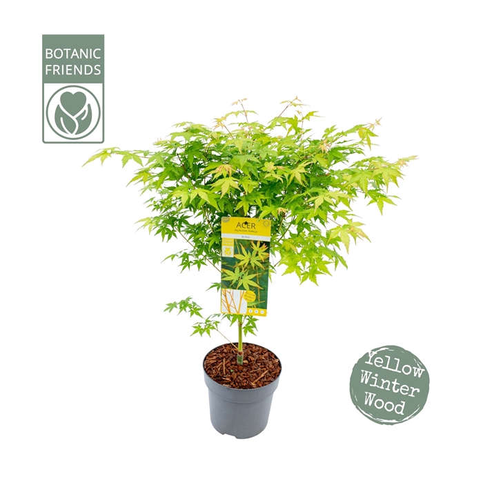 <h4>Acer palm. 'Bi hoo'</h4>