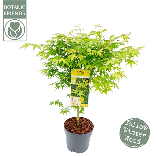 <h4>Acer palm. 'Bi hoo'</h4>