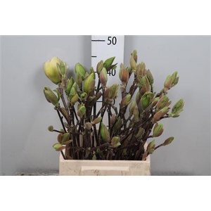 Magnolia Grandi Yellow