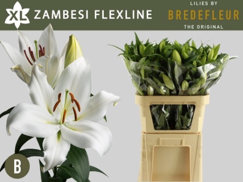 <h4>LI OT ZAMBESI FLEXLINE 1+</h4>