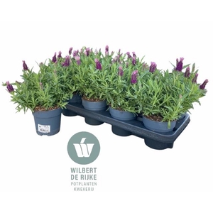 LAVAN S FA EARLY PIN