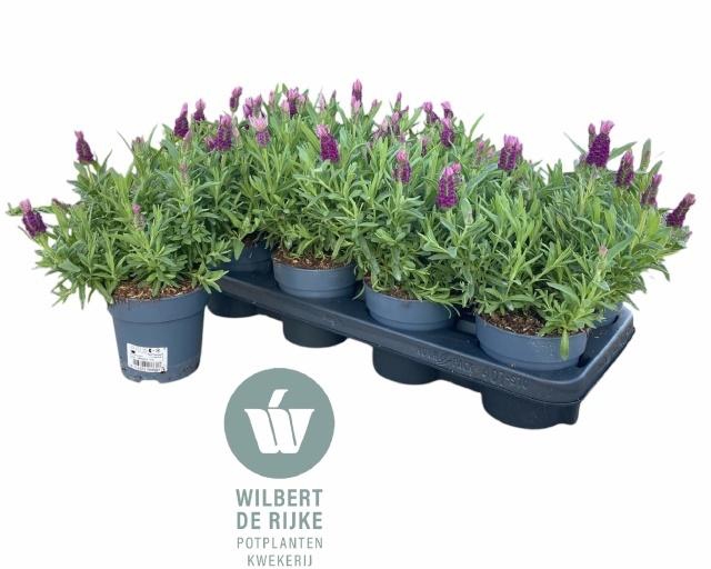 <h4>LAVAN S FA EARLY PIN</h4>