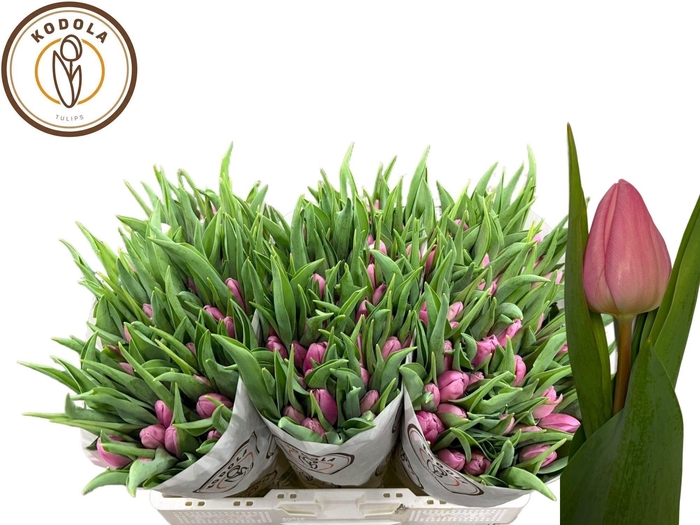 <h4>TU EN AAFKE</h4>