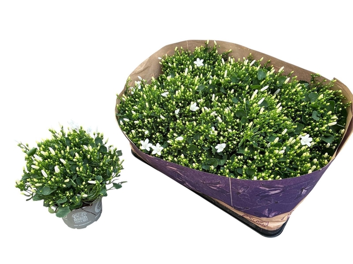 <h4>CAMP POR ROYAL</h4>