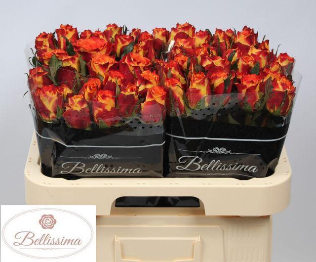 <h4>R GR SILANTOI</h4>