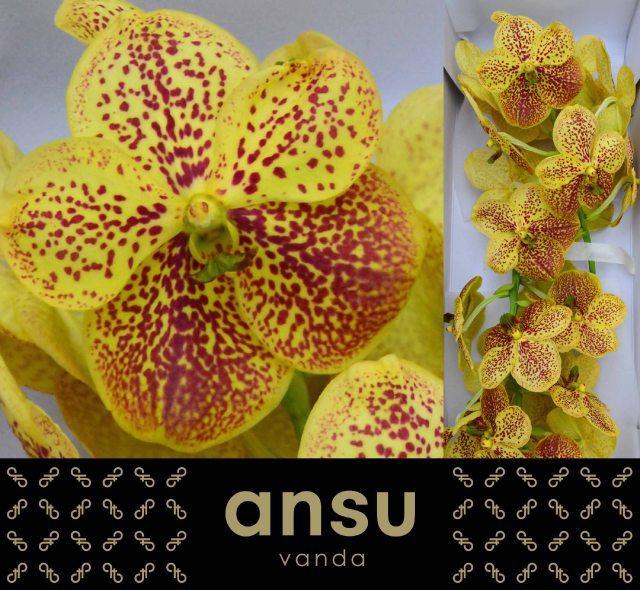 <h4>Vanda Spot Banana X16</h4>