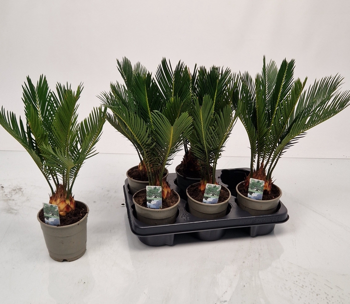 <h4>CYCAS REVOLUTA</h4>