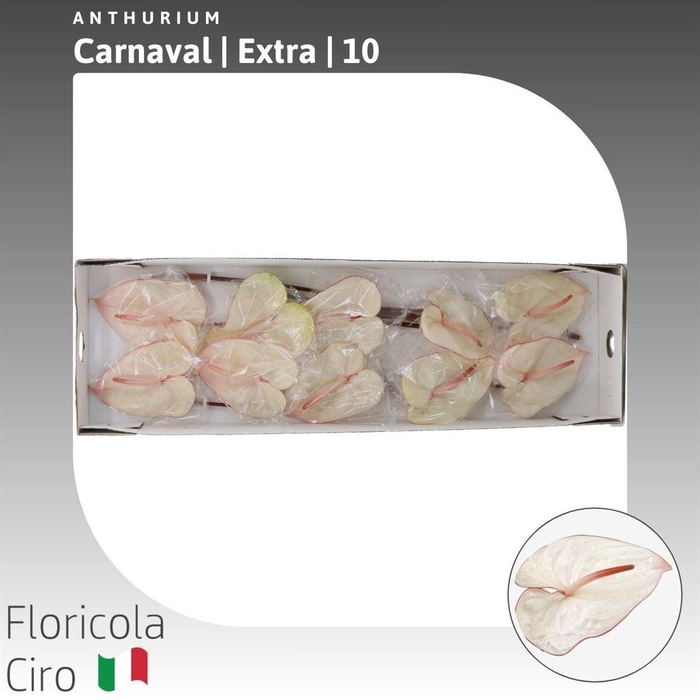 <h4>Anthurium Carnaval</h4>