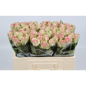 RS GR BELLE ROSE R GR BELLE ROSE