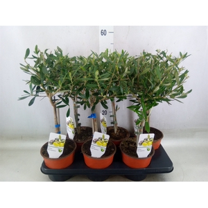 Olea europaea
