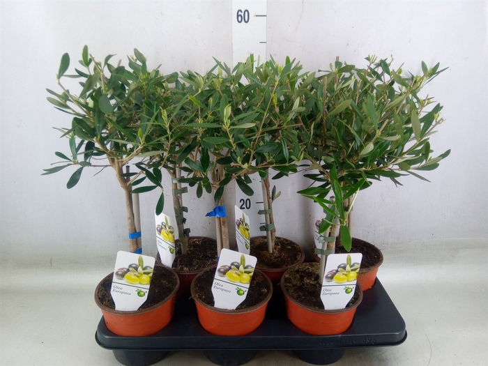 <h4>Olea europaea</h4>