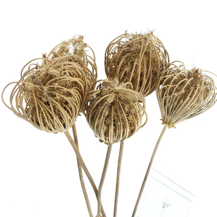 <h4>Dried Ammi Natural X L (p Stem)</h4>