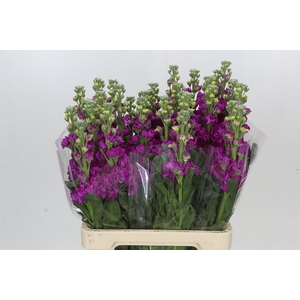 Matthiola Iron Rose
