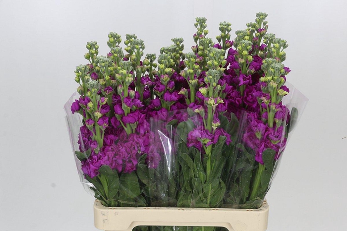 <h4>Matthiola Iron Rose</h4>
