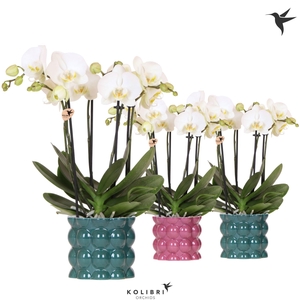 Kolibri Orchids Phalaenopsis Jewel Ghent 4 spike in Cotton pot green mix
