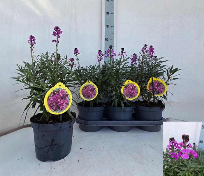 <h4>ERYS BOWLES MAUVE</h4>