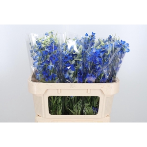 Delphinium Be Volkerfrieden