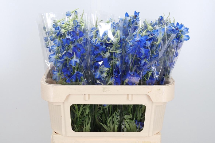 <h4>Delphinium Be Volkerfrieden</h4>
