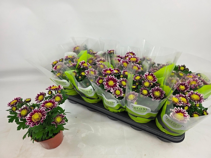 <h4>CHRYS SPLASH ROCKER</h4>