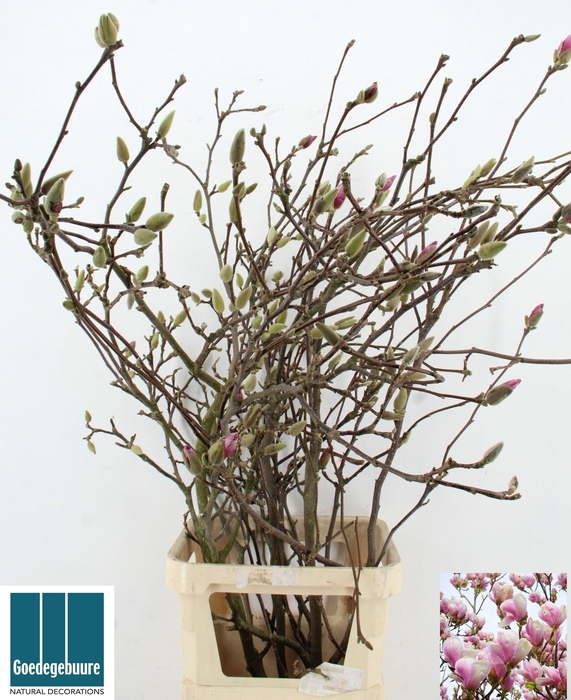 <h4>MAGNOLIA OV</h4>