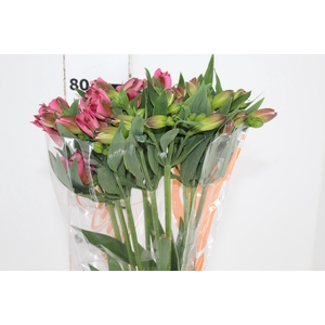ALSTROEMERIA LIVORNO 080 CM