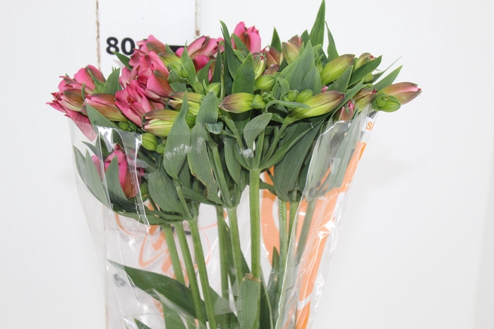 <h4>ALSTROEMERIA LIVORNO 080 CM</h4>