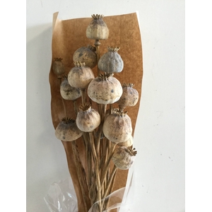 DRIED FLOWERS - WILD PAPAVER NATURAL