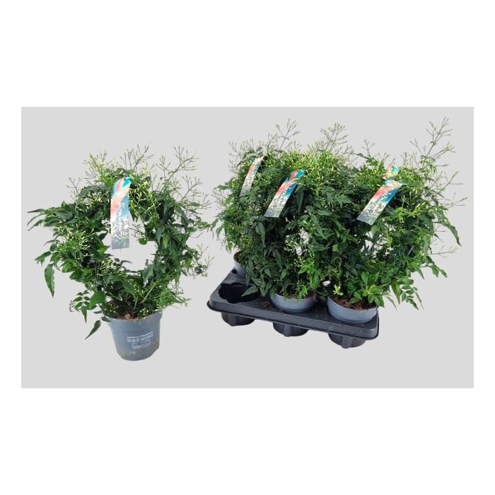 <h4>JASM POLYANTHUM WIT</h4>