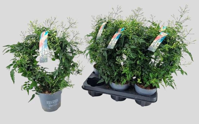 <h4>Jasm Polyanthum Wit</h4>