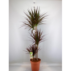 Dracaena marg. 'Magenta'