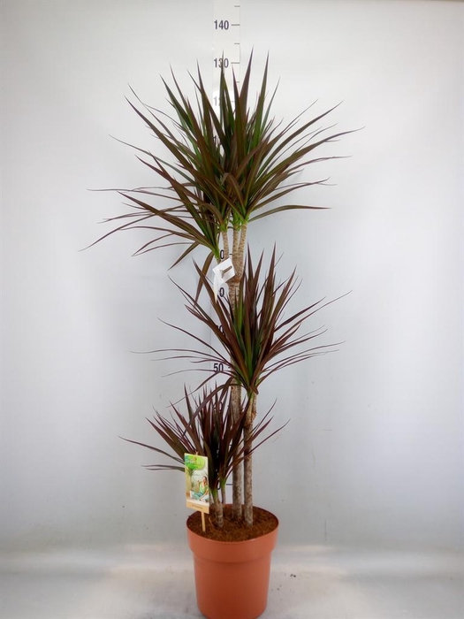 <h4>Dracaena marg. 'Magenta'</h4>