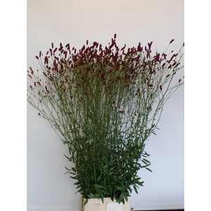 SANG OFFICINALIS