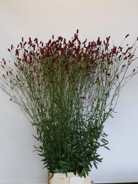 <h4>SANG OFFICINALIS</h4>