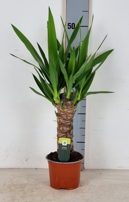 <h4>YUC ELEPHANTIPES</h4>