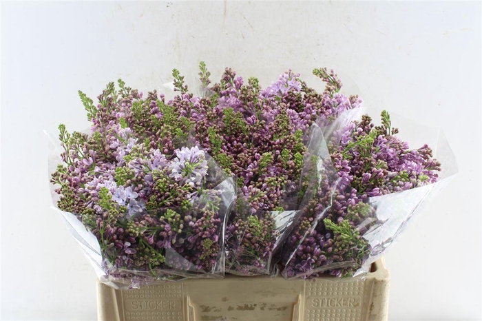 <h4>Syr Dark Koster</h4>