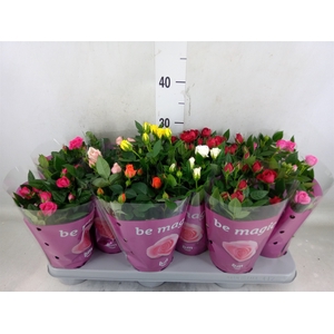 Rosa  'Beau Monde'   ...mix