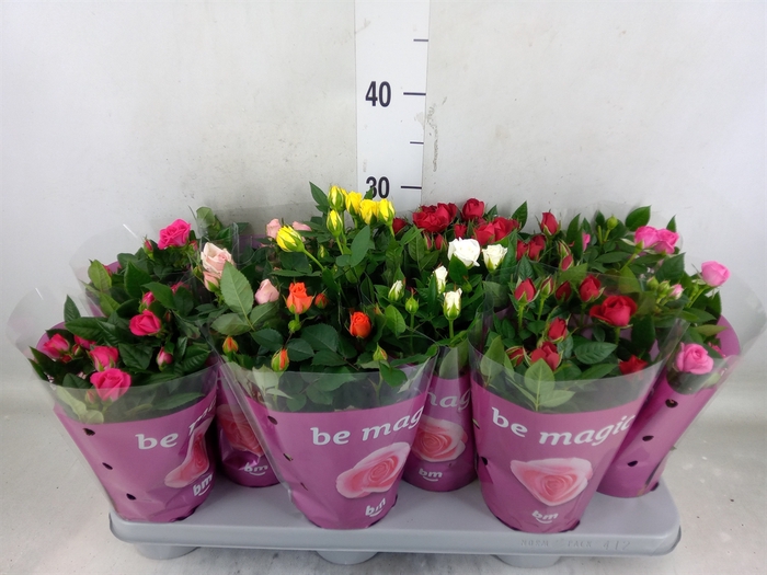 <h4>Rosa  'Beau Monde'   ...mix</h4>
