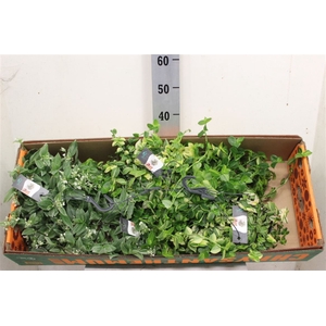Tradesc Gemengd Hangpot