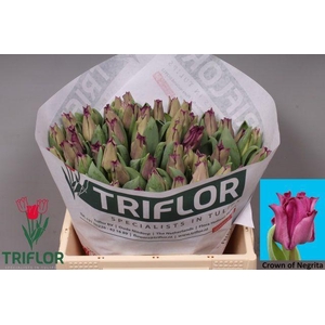 TU CO CROWN  NEGRITA