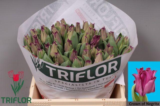 <h4>TU CO CROWN  NEGRITA</h4>